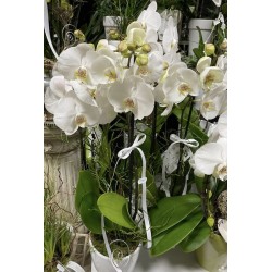 Orchidee white