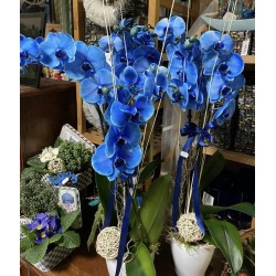 Orchidee blue