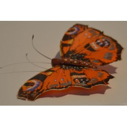 Schmetterling XL