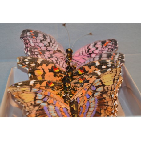 Schmetterlings Set XL