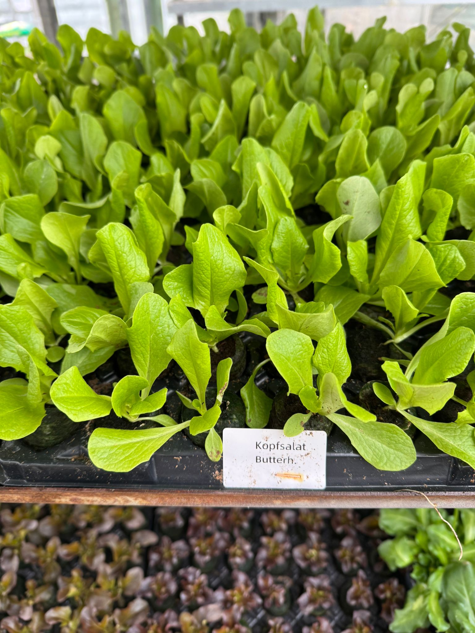 Ab sofort gibts wieder Salatpflanzen aus eigener Produktion!